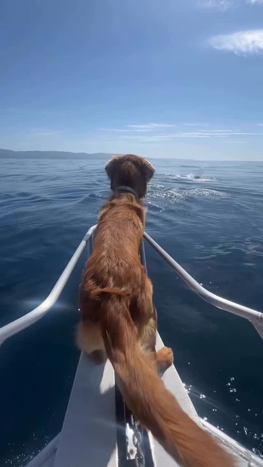Enjoy this 17 second video of the most peaceful experience one can imagine. 🥺💙💛

(via: @pacfighter )