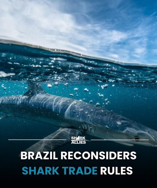 The Brazilian government is reviewing its legal framework for the trade in sharks, including fin exports and management of the fishery for blue sharks (Prionace glauca), the only species allowed to be caught in the country. 

The moves follow a recent Mongabay investigation revealing that government agencies sought to procure thousands of tons of shark meat for meals at public institutions including schools, hospitals and prisons. The exposé was cited at the Sept. 3 CONAMA meeting as well as in a class-action civil suit filed by conservation NGO Sea Shepherd Brasil seeking to ban federal public institutions from issuing tenders for shark meat.

To read the full article, check out the link in our bio. 

#SharkConservation #BlueShark #SeaShepherd #WildlifeProtection #OceanNews