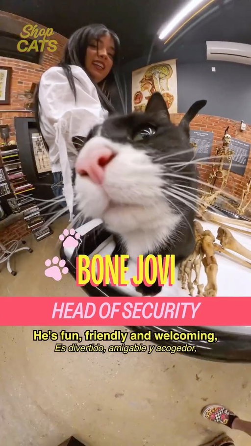 Meet Bone Jovi in East Williamsburg

host @michelladonna
producer/dp @behappyforonce
editors @behappyforonce & @seanfitzmaurice
graphic design @hazu_am
ae @ry.novak
pa @darkenne.v

a show by @madrealities

#cat #nyc #brooklyn #shopcats