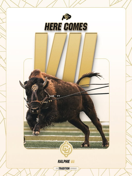Welcome to the herd, Ralphie VII 🦬
