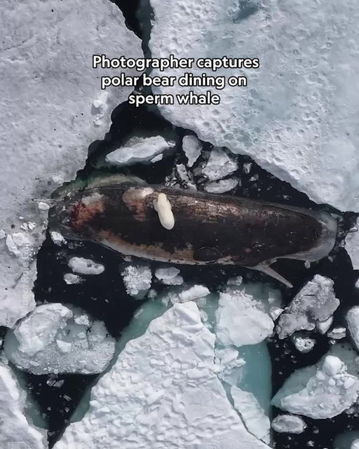 Even seasoned wildlife photographers can be surprised by what nature has in store for them. Sperm whales rarely venture into the ice-choked waters of the Arctic, where polar bears make their home. When photographer @roiegalitz captured photos and video of polar bears feasting on the massive carcass of a dead sperm whale, he knew he was documenting activity that humans don't typically get to witness.

Read more about how he and his crew got these stunning shots at the link in bio.
