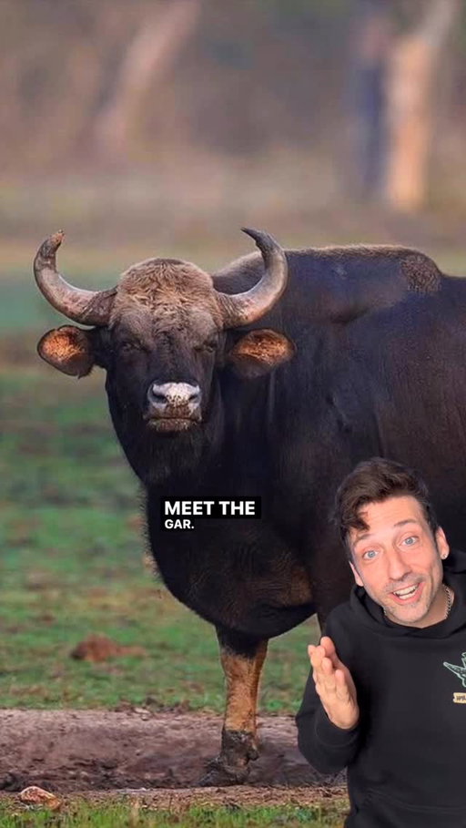 The largest bovine on Earth 👀 #funfact #didyouknow