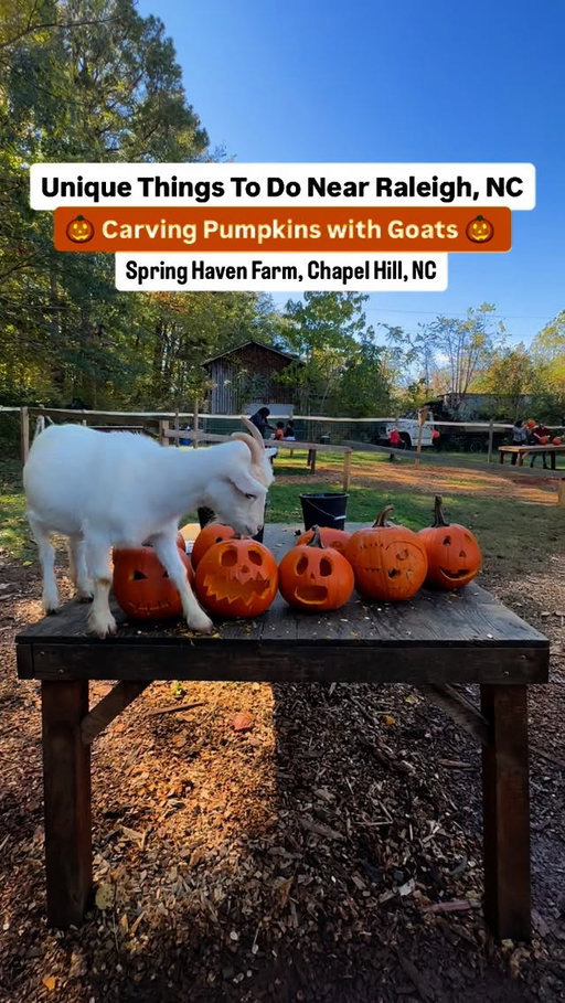 UNIQUE THINGS TO DO NEAR RALEIGH FOR FALL - Pumpkin Carving With Goats 🎃 🐐🍁

Such a fun experience I got to do with my friends, the goats are so cute and friendly and Spring Haven farm even has areas to meet other animals. It gives all the fall feels 🧡🍂

Just 30 min outside of Raleigh 🐐 @spring_haven_farm 

5306 Homer Ruffin Road, Chapel Hill, NC 27516 

#northcarolina #raleighnc #raleigh #raleighdurham #raleighblogger #nc #raleighinfluencers #chapelhill
