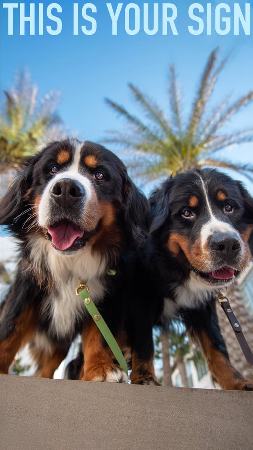 Now the real question is… do I need a third!? 😆

#bernesemountaindogs #cutedogs