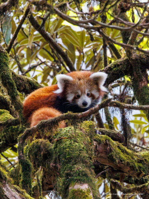 Happy #InternationalRedPandaDay! 🐾 These adorable creatures are about the size of a house cat — but with their fluffy tails adding up to 18 extra inches, they're anything but small! ❤️🐼