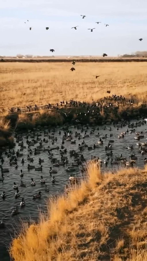 Tag three friends you’re calling if you find this hole! 

🎥: @brandonfienphoto 

#ducksunlimited #waterfowl #conservation #outdoors #ducks #du