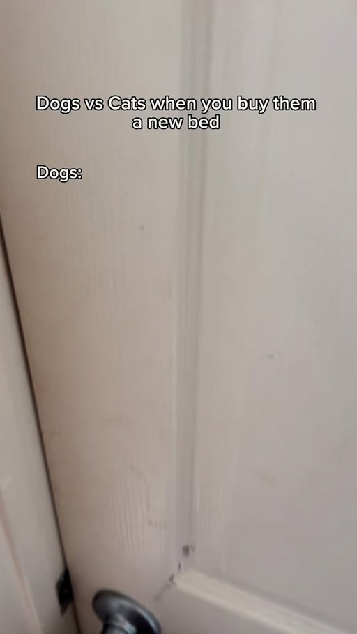 Dogs vs cats when you buy them a new bed. #reels #skit #comedy #funny