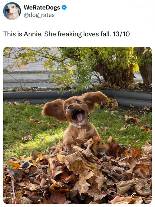 I’m just like Annie 🥰 
(@weratedogs)