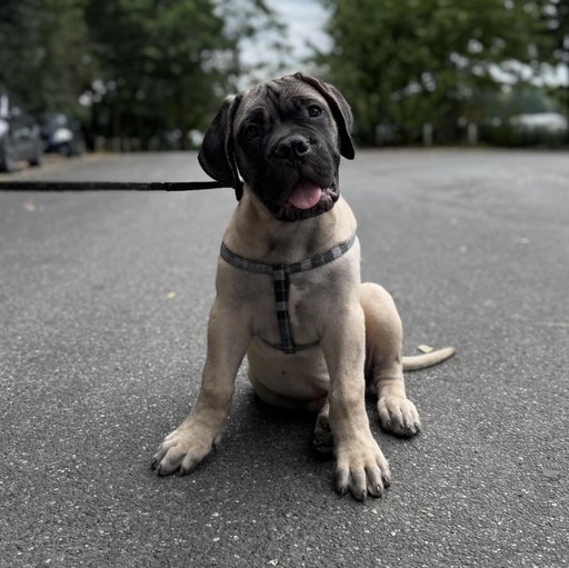 Après avoir dit au revoir à Georges il y a quelques mois, notre fidèle bulldog anglais, nous avons accueilli Atlas 🐾. Un sacré bébé qui grandit de jour en jour et qui vient remplir la maison de joie et d’énergie 🐶

#bullmastiff #chiot #puppys #bullmastiff_feature