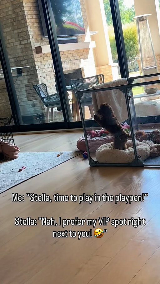 “Mommy, I’m not just a puppy…I’m your Velcro companion! I can’t be contained! 🐶💖
.
#anilasajja #dogsofinstagram #doglife #puppylove #atlantainfluencer #southasianinfluencer #lifestyleinfluencer #separationanxiety #funnyreelsvideo #microdoodle #funnyvideos