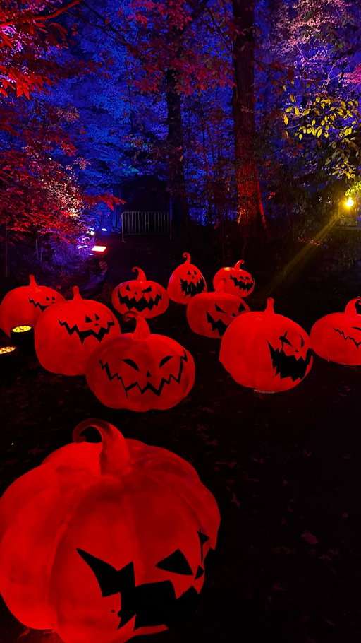 Now I need to go watch the movie! The light trail was amazing @nybg @tnbclighttrail 
•
•
• Until November 30th
•Wednesday - Sunday 
•dusk - 10pm 
•
#nycactivities #nycdateidea #nycfallactivities #nightmarebeforechristmas #nybg