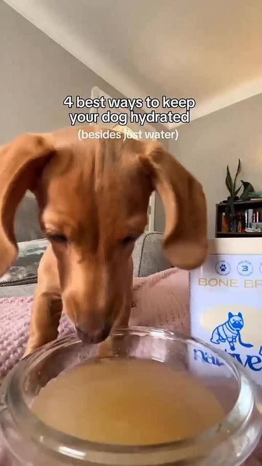 congratulations you just spent the last 1 minute of your life watching a wiener dog chew on various fruits 

#doghealth #dognutrition #dogfood