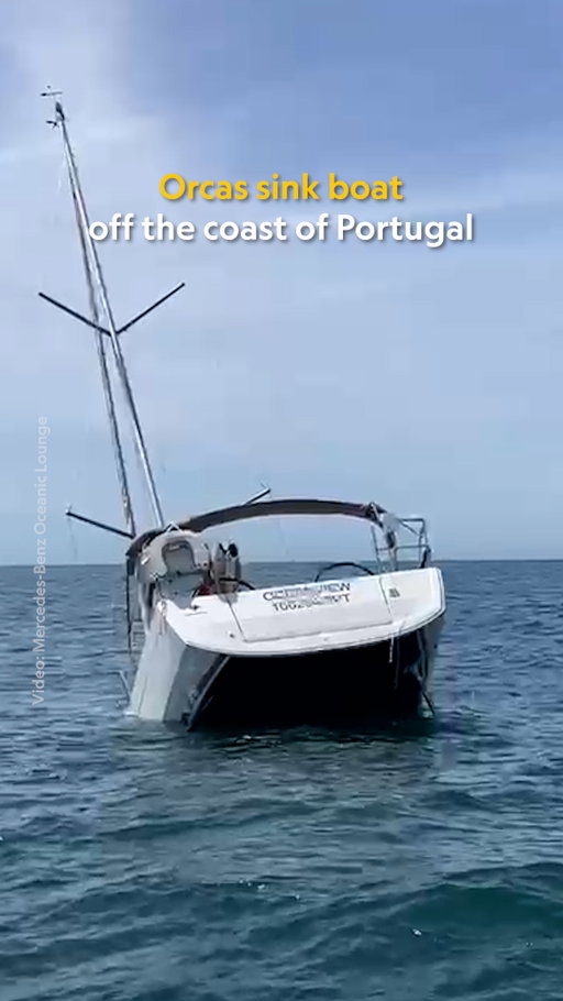 Orcas are at it again. Earlier this month, three orcas were spotted off the coast of Lisbon, Portugal, swimming alongside a boat and ramming it so forcefully that it sank. It was towed back to shore and the crew on board was unharmed. This isn't the first time the behavior has been documented in the region, but scientists have new theories about why they do it.

Learn more at the link in bio.

Video by Mercedes-Benz Oceanic Lounge