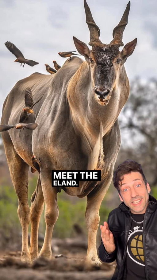 The largest Antelope on Earth 👀 #funfact #didyouknow