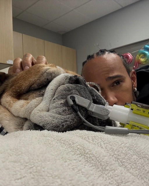 Please keep Roscoe in your thoughts. I want to keep you all updated. Roscoe caught pneumonia again and was struggling to breathe. He was admitted into hospital and sedated to calm him while they did checks on him and during the process his heart stopped. They managed to get a heartbeat back and now he’s in a coma. We don’t know whether he will wake from this. Tomorrow we’ll try to wake him up. I’m by his side and want to thank you all for your prayers and support.
