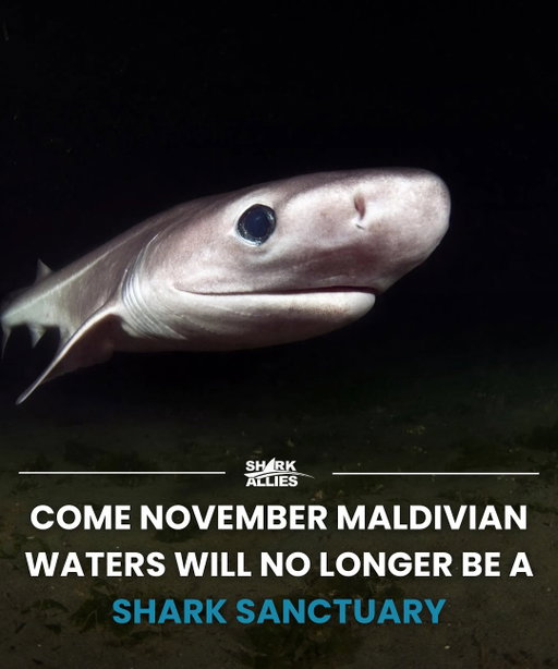 The Maldives is planning to lift its nationwide shark fishing ban to allow hunting of endangered gulper sharks for squalene, a compound used in cosmetics, even though sustainable, plant based alternatives exist. 

Gulper sharks are slow to reproduce, with females taking up to 17 years to mature, making them extremely vulnerable to extinction. Allowing targeted fishing risks not only this species but also bycatch of other sharks and undermines the Maldives’ hard earned reputation as a global shark and marine sanctuary.

Join us in signing the Save Sharks 2025 petition in our bio urging the Maldives government to maintain and continue to enforce their ban in place on shark fishing and continue to protect their oceans.