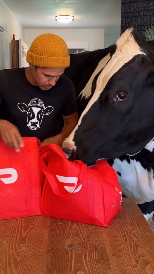 The weeks groceries with Bruce and @doordash #DoorDashPartner #DoorDashGroceries #cow #brucethecow #farm #animals