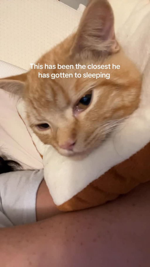 Love him so much, but last night was rough. He’s preparing me for a human baby in the future #thegirlwhoanalyzes #cats #catsofinstgram #catselfie