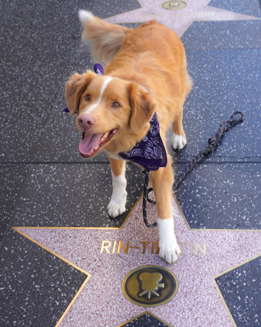 Indy took to Hollywood Blvd to honor the legacies of the great screen pups before him 🌟 

GOOD BOY is in theaters Friday.
