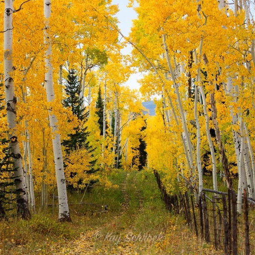 Beautiful fall in Colorado.🍂