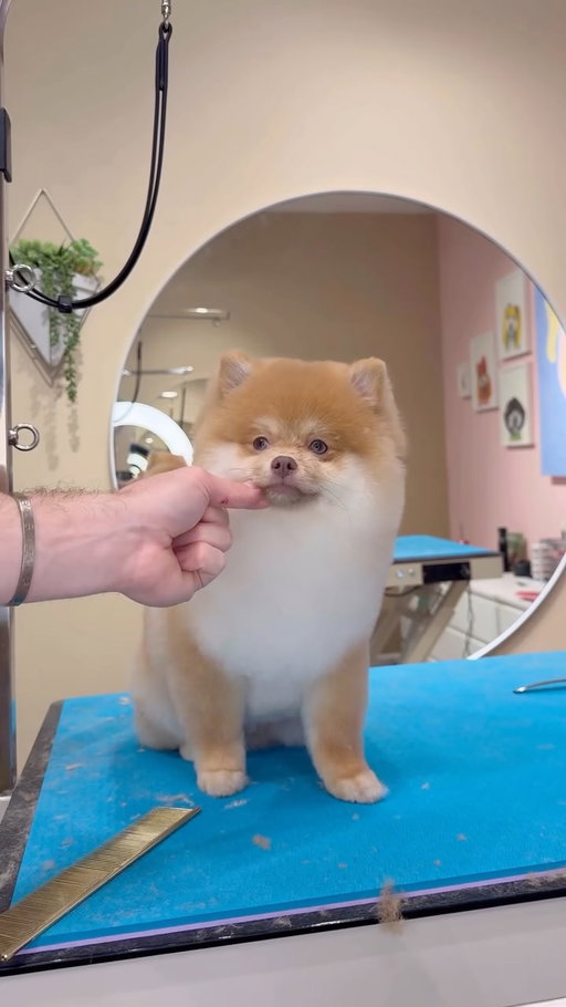 One VERY excited Pomeranian 😅
.
#pomeranian #dogs #doggrooming #dogsbylogan #funnydogs