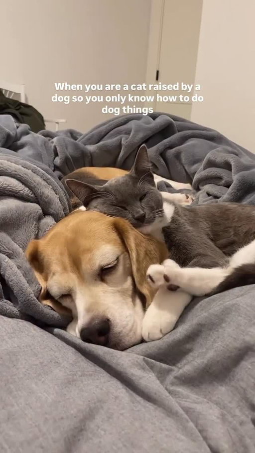 Who else can relate?!🥹🐱🐶 @thebeagleandthebun