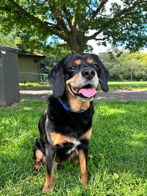 Rest in peace our beautiful Winnie. I’ve had Winston for almost 14 years and he’s been an huge part of our family. He’s helped me through lots of life changes, always there for us. I knew I would be sad when we lost him but I didn’t anticipate just how sad. We are heartbroken but I am so thankful I was there with him when it happened. There will never be another dog like you Winston you were one in a million. Sleep well our little best pal 💔