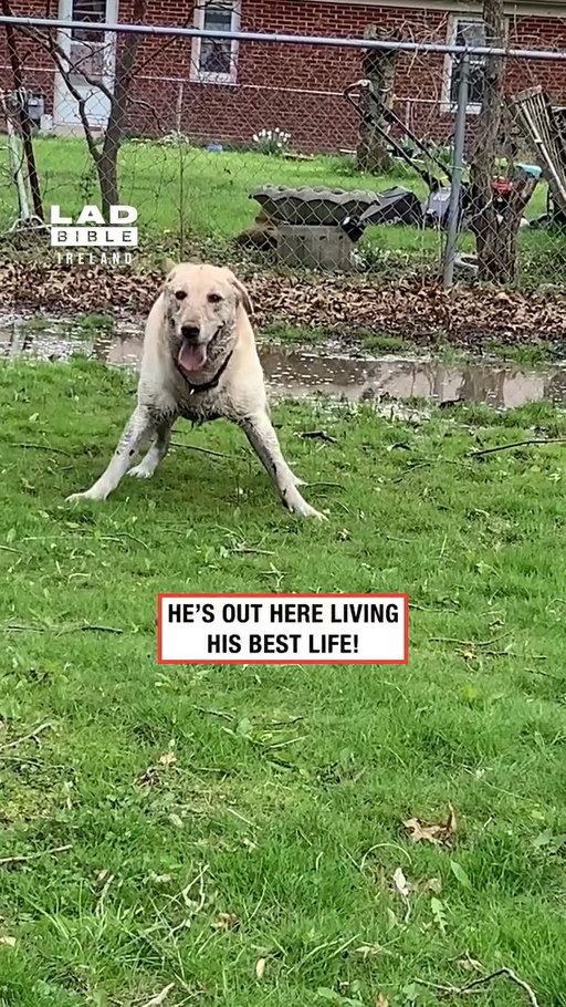 Steve saw an opportunity and he TOOK IT 😂

( @‌viralhog )

#viral #Ireland #irish #trending #funny #irishhumour #reels #reel #reelsinstagram #video #videos