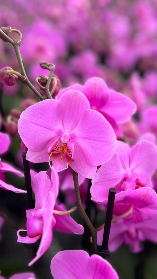 If you ask us, one of #TraderJoes best kept secrets-that’s-not-actually-a-secret-at-all is our selection of stunning and affordable #Orchids. 😍
•
Recently, inspired by all the orchidaceous opulence in our stores, we took a trip up the California coast to visit one of our long-time growing partners, a family-run operation with deep roots in the #Orchid industry…
.
There, we learned all about the life cycle of these pulchritudinous perennials and witnessed some truly dazzling displays of color—and lucky for you, we had our cameras in tow!
.
👉 Press play to see the splendor for yourself, then tap the link in our bio to learn more! 🌸 #TraderJoesFlowers