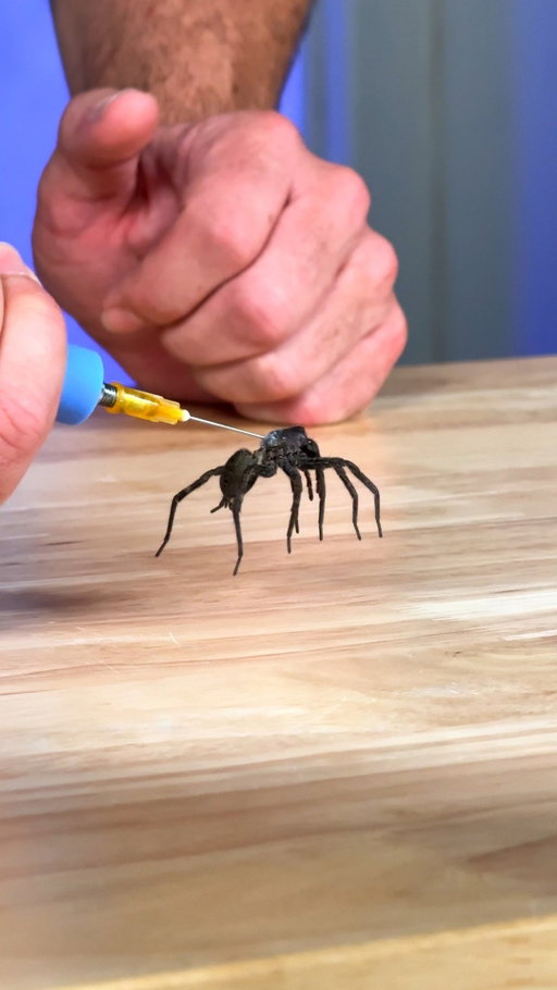 How Do Spider Legs Actually Work?