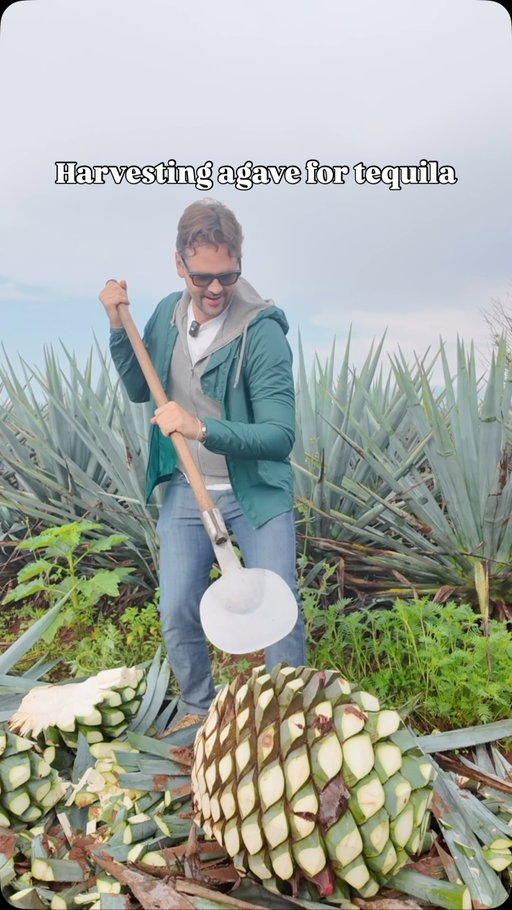 Harvesting agave is a lot of hard work! 

The Jimadors are some of the hardest working men in tequila. They get up before dawn to harvest before the day gets too hot. The agaves themselves have leaves (pencas) with very sharp tips and serrated edges and can weigh a tremendous amount. Their tool, the coa is also razor sharp, and must be handled with care and accuracy. 

It’s important to appreciate all the hard work that goes into making tequila before it ever reaches your glass. 

I live at sea level and we were over 6000 feet, so I was a touch out of breath lol. I wanted to give it a try just to show how hard this work is. 

Thank you @sipdonfulano for showing me around Mexico and every step of the tequila making process.

#agave #tequila #jimador