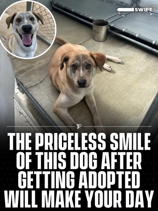 Swipe ⬅️ to see the most priceless smile of this dog after getting adopted. 🥹

(📸 @carissa.rodriguezzz)

#wholesome #pubity #viral