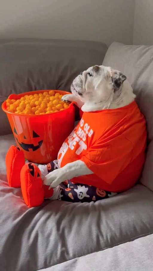 So now it begins....🎃👻 #spookyseason 🕸️🕷️ Happy October everyone! 🧡🖤.
.
.
#eggnog #eggnogthebulldog #asmreating #asmrsounds #dogmemes #dogreels #dogsofig #dogsofinstagram #englishbulldogs #pubityreels #9gag #weeklyfluff #woofwoof #dog #dogs #halloween #october