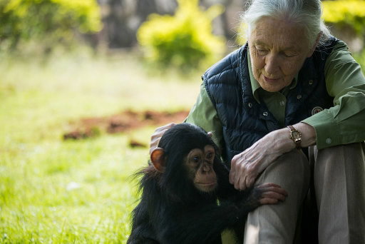 Because of her, our understanding of the relationship between human and animal blossomed in a whole new way. May the life and legacy of Jane Goodall continue to inspire us all. Rest in peace to a true pioneer in primatology and champion of the natural world.