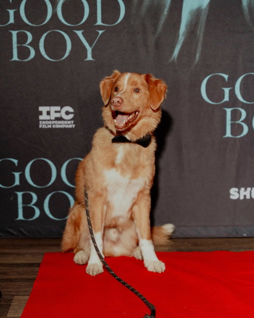 The good boys and girls of New York showed out at last night’s NY premiere of Good Boy in support of star Indy. 🌟🐶 

GOOD BOY is in theaters October 3. Get tickets now.

📸 @emmbrawlphoto