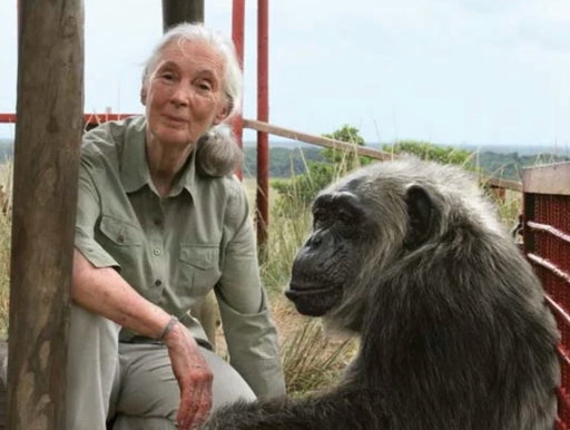 Today we salute Jane Goodall and her life’s work and advocacy. We got an email from @peta and would love to share their statement…

A long and fine life led. Jane Goodall was a gifted scientist and trailblazer who forever changed the way we view our fellow animals. Caring about all animals, she went vegan after reading Animal Liberation, and helped PETA with many campaigns, calling her 1986 visit to a Maryland laboratory full of chimpanzees in barren isolation chambers “the worst experience of my life.” We could always count on her to be on the animals’ side, whether she was urging UPS to stop shipping hunting trophies, calling for SeaWorld’s closure, or a shutdown of the Oregon National Primate Research Center. More information about Goodall’s advocacy for animals is on PETA’s website. PETA will be planting a monkey puzzle tree in the memorial garden at PETA headquarters in her honor.
