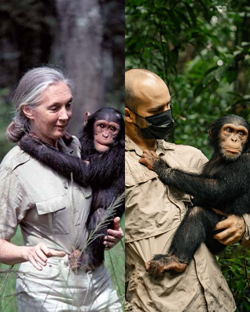 Au revoir madame 🙌🏻
À 91 Jane Goodall a été plus qu’une source d’inspiration pour la sauvegarde des chimpanzés. Elle a donné de l’espoir qui aide aujourd’hui de nombreuses personnes et associations. J’ai eu la chance de visiter trois fois l’association @papaye.international avec qui j’ai pu vivre des expériences inoubliables. Et au final j’ai compris ce que cette dame a réalisé il y a tant d’années, combien nous sommes proches de nos cousins les chimpanzés, combien fascinant ils sont et combien nous nous devons de les protéger. 

Merci madame reposez en paix 🙌🏻

#JaneGoodall #chimpanze #papayeinternational