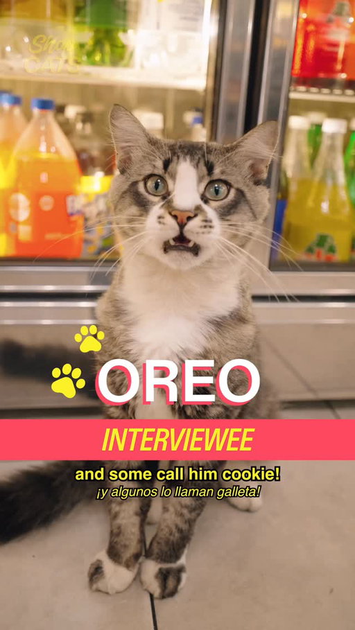 #DoorDashPartner Meet Oreo in Bed Stuy

Support Hispanic-owned businesses like Mona Ayala year round - you can even order them on @Doordash!

host @michelladonna
producer @christianwallaceshriver 
dp @cod._y
editor @seanfitzmaurice
graphic design @hazu_am
ae @ry.novak
pa @darkenne.v

a show by @madrealities

#shopcats #nyc #doordash #bodegacat
