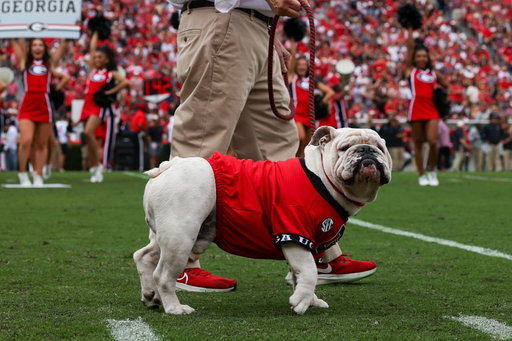 It’s a great day to be a Georgia Bulldog ‼️