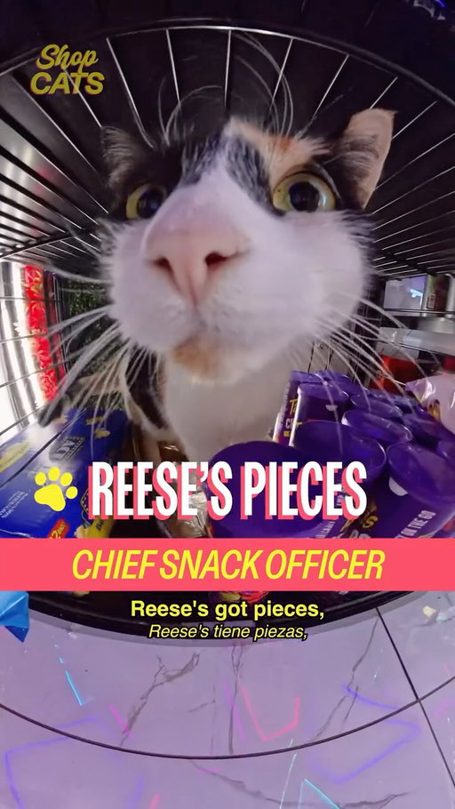 Meet Reeces Pieces in Washington Heights

host @michelladonna
producer/dp @behappyforonce
editors @seanfitzmaurice & @behappyforonce 
graphic design @hazu_am
ae @ry.novak
pa @darkenne.v

a show by @madrealities

#cat #nyc #shopcats #washingtonheights