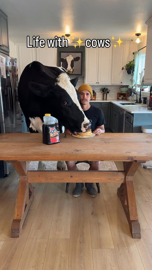 Life with ✨cows✨ 

#cow #brucethecow #farm #animals