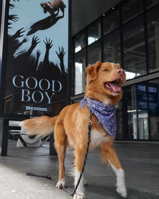 A star was born.

Don’t miss Indy’s silver screen debut in GOOD BOY, now playing in theaters everywhere.