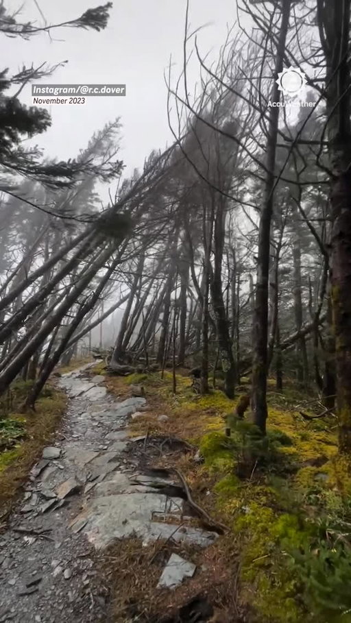 It’s alive! 😱🌲 The “breathing forest” phenomenon makes the ground appear to rise and fall as wind moves trees with shallow root systems.
