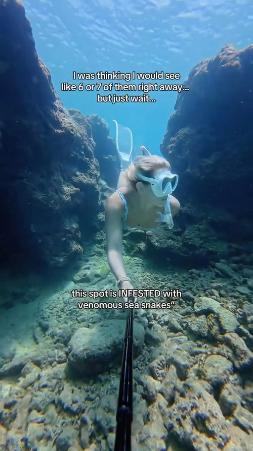 Would you still dive here if someone said this spot was “infested” with sea snakes? 🐍🙄 

#okinawa #japan #freediving #oceangirl #oceanlife