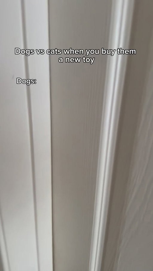 Dogs vs cats when you get them a new toy. #reels #skit #comedy #funny