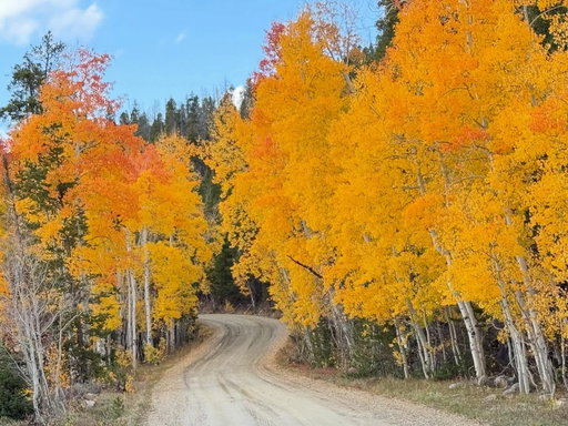 A stunning drive through the forest today!!!😍 #wyoming #aspens #medicinebownationalforest  #autumn