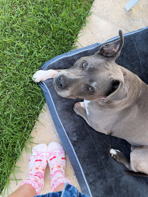 14 years of Iggy 🎉🐶I’ll forever be grateful to all the  fools that fumbled this beautiful baby before her 1st birthday, and to the ex boyfriend who said “bring her home”. 
She’s been the very best part of every single day since. She’s the most tolerant being I’ve ever met, she brightens everyone’s day, she’s down for any adventure (as long as her fambam is there), she’s the best little spoon, she’s sassy,  and she’s the only being whose snores I absolutely adore. Happy birthday widdle baby Iggy❤️