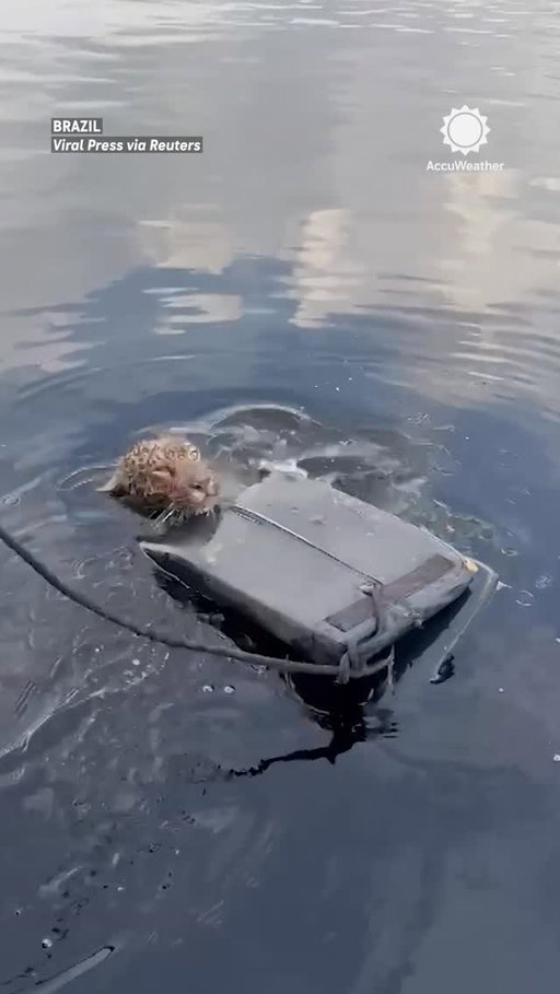 Rescuers in Brazil pulled an injured jaguar from the Rio Negro after finding it struggling to stay afloat with gunshot wounds. ⁣
⁣
The big cat is now receiving care from wildlife specialists.