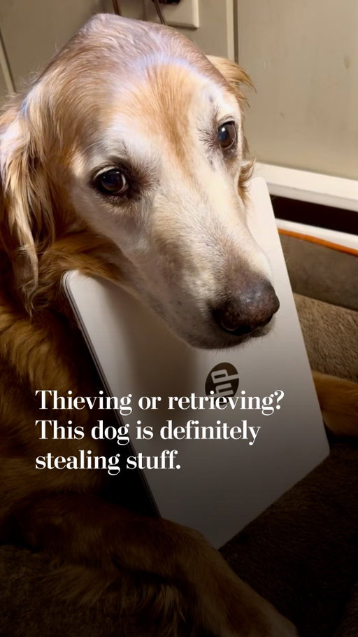 Cathy Hoyt and her husband adopted a golden retriever named Duke 18 months ago. They had been warned about his strange tendency to take and guard household items, but nothing prepared them for the reality of it.

Duke has stolen a teapot, a laptop, a book and more. And dog experts are stumped.

“It’s strange in this case because the object isn’t much of a resource to the animal; it’s just an arbitrary object,” said Clive Wynne, a professor of psychology and director of the Canine Science Collaboratory at Arizona State University. “Why a teapot should be of such importance to this dog, I don’t know.”

Tap the link in our bio to read more.