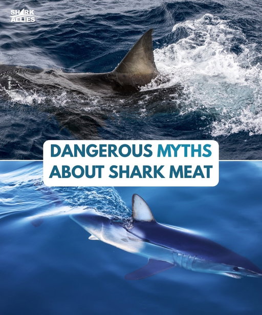 Shark meat is often used to justify the global fin trade, the argument being that fins are a by product of the meat trade and that sharks represent an important protein source. Furthermore, it’s claimed that all of this is sustainable because every part of the shark is used. But long-standing scientific evidence tells a different story, and recent events further prove that point.

Just this past month, 24 students and a teacher in Indonesia were hospitalized after eating fried shark contaminated with mercury, arsenic, and lead. Experts explained that sharks, as apex predators, accumulate these toxins through biomagnification, making their meat especially unsafe for children and vulnerable populations.

This case is not unique. Studies have repeatedly shown that shark meat can contain levels of heavy metals far exceeding safe limits for human consumption. Therefore, protecting the shark meat industry by keeping it profitable through fin sales is an extremely flawed concept.

When the argument for fin sales depends on a product that’s unsafe, unsustainable, and poorly regulated, it’s time to rethink the system, not defend it.